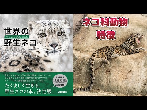 ネコ科動物の特徴