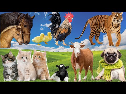 Animal moments: Dog, Tiger, Horse, Chicken, Cow, Cat...Lovely animals