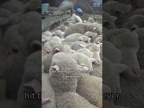 There is no such thing as “ethical” wool!