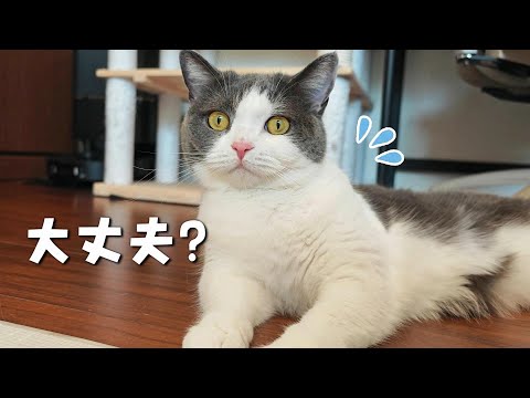 愛猫の足先が黒く変色して心配で病院に行ってきました　921話