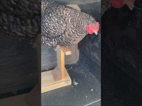 Locking Up My Broody Mother Hen In The Iso-Cube/Prison #shorts #animals #cute #farm #chickens #cube