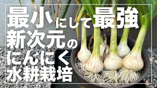 【省スペース栽培】にんにくを小さいプランターで6個収穫する方法！水耕栽培（養液栽培）を徹底解説｜