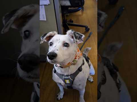 Gimme dat treat 😋 🐕 #shortvideo #tiktok #youtubeshorts  #dogs #dog #youtube #pets #viralvideo #viral