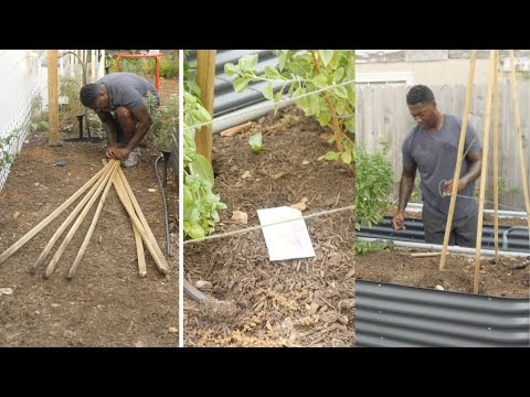 DIY TRELLIS | POLE BEANS | GLOG 13