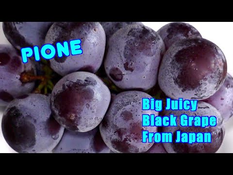 Pione - Big Juicy Premium Black Grape From Japan