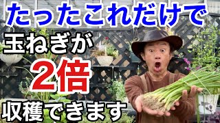 【やらないと損】玉ねぎを自宅で大量に作る方法教えます　　　【カーメン君】【園芸】【ガーデニング】【タマネギ】