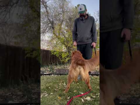 That was the cutest thing ever 😌😭 #dogtraining #goldenretriever #dogtrainer #shorts