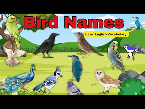 Birds name in English #birdsname #birds #birdnames #birdsnameinenglish #birdsforkids #kids