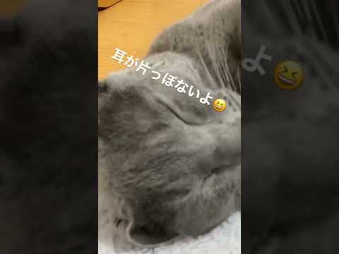 【最後に注目】こたつで横になるネコ🐱