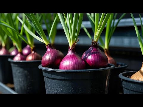 FULLTIME: Useful Tips & Tricks Grow Vegetables/ How to Create a Balcony or Rooftop Garden