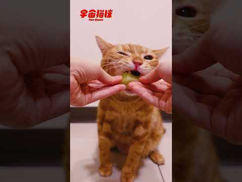 貓咪吃哈密瓜 吃到意猶未盡 #ASMR #吃播 #水果 #貓咪 #療癒