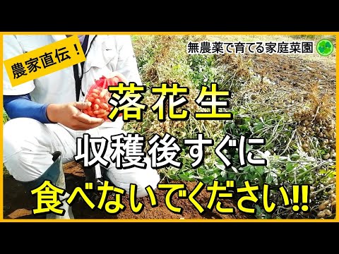 【落花生栽培】失敗しない収穫後の乾燥方法とその後にやるべきこと【有機農家直伝！無農薬で育てる家庭菜園】　24/10/10