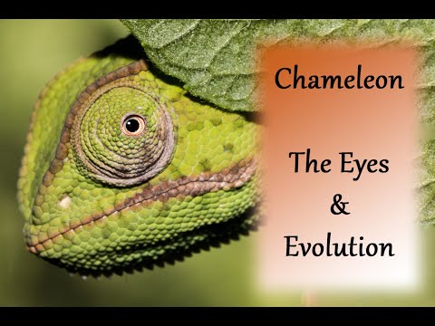 The Astonishing #Evolution of #Eyes in the #Chameleon