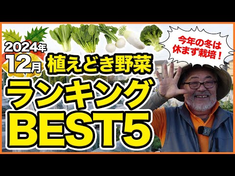 家庭菜園や農園で12月にオススメ！植えどき野菜ランキングBEST5！栽培オススメ品種の育て方を徹底解説！【農園ライフ】