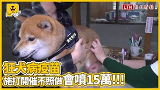 狂犬病疫苗沒打有處罰！民眾大驚：「不會被抓去關吧？」