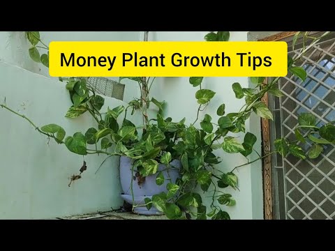 Money plant growth tips 🌿 || मनीप्लांट की ग्रोथ कैसे बढ़ाएं || #letsgardenup