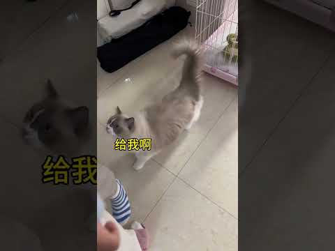 猫咪和孩子睡是有危险的… #萌娃和萌宠  #猫和孩子