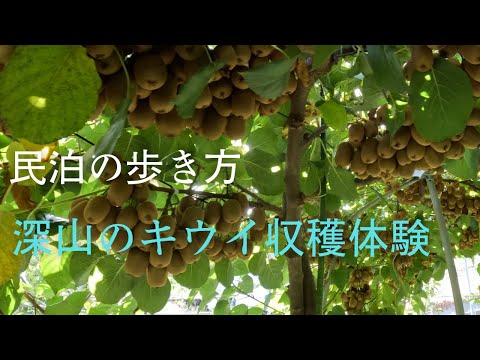 深山のキウイ収穫体験