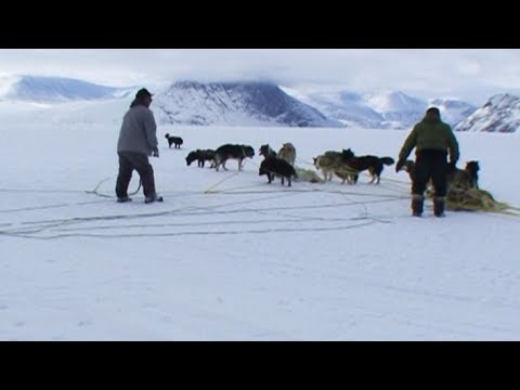 Mess of ropes and dogs during the dogsled route - Nanoq 2007 expedition