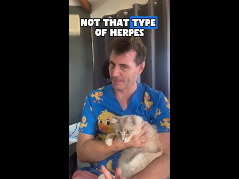 Dr Evan - Your cat has herpes, for real...😱🐱