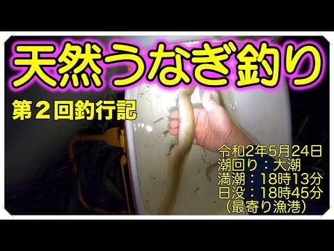 令和2年5月24日 うなぎ釣り 第2回目（天然うなぎ）ドバミミズ使用