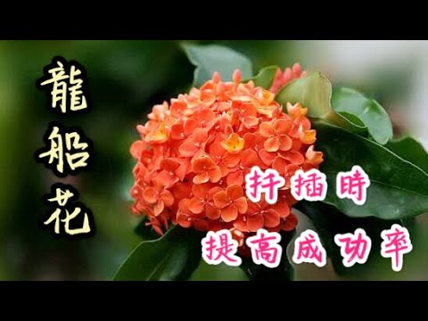 【天天小花農】龍船花扦插時如何提高存活率？幾個細節早知道早賺到！