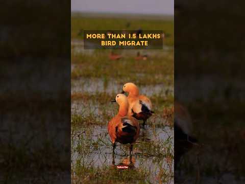 1.5 lakhs birds migrate to chilika. #shorts #shortsindia #shortsvideo #viral #odisha #birdslover