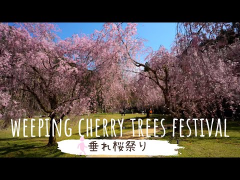 🇯🇵🌸Takeda weeping cherry trees festival 竹田の里枝垂れ桜祭り 散策[4KHDR]