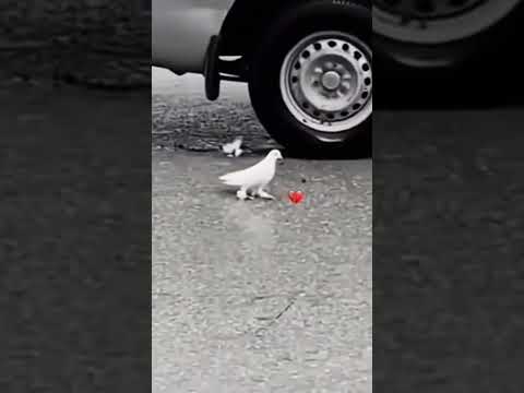 Sad moment 😞🖤😢 #pigeon #shortvideo