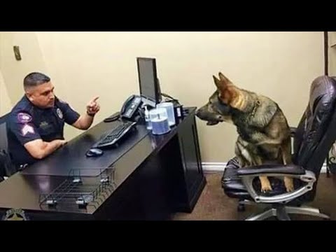 ¡20 MINUTOS DE PERROS INTELIGENTES QUE TE DEJARÁN BOQUIABIERTO! ANIMALES VIDEOS 2024