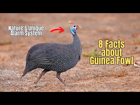 8 Facts about Guinea Fowl 💯 🦃 Benefits of Guinea Fowl Bird 🍄