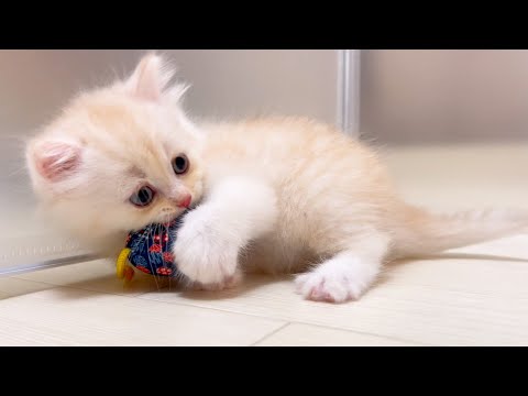 【マンチカンの子猫】ネズミも本懐だろうなと思う程遊んでる件 ～猫のいる生活Vol.1065～出産動画 マンチカン短足・ミヌエット・ペルシャ猫専門ブリーダー『ペット蔵人』【子猫の成長記録】