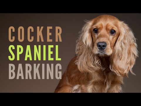 Cocker Spaniel  Barking & Growling. How to make your Cocker Spaniel Bark