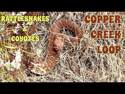 Copper Creek Loop | Rattlesnakes & Coyotes