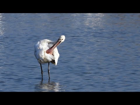 東港鎮的白琵鷺White Spoonbill  （2024 11 25）