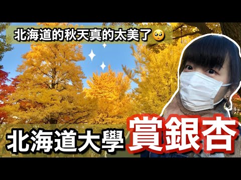 到北海道大學賞楓去🍁銀杏大道真的太美啦🥺 一起抓住秋天的尾巴 日本生活｜ Kayo Channel