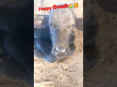 cutes little animal Happybदीपावली special #short