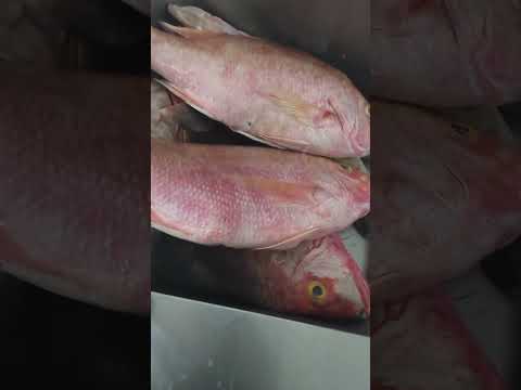 Fishing #fishing #shortvideo #shorts ||  #snapper