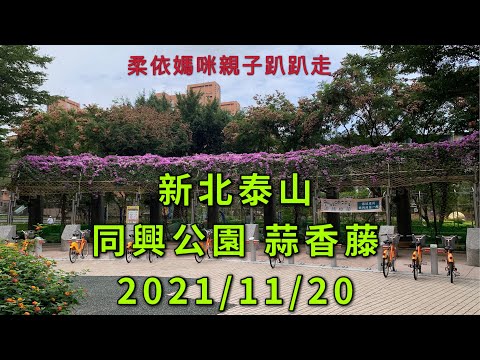 新北泰山 同興公園 蒜香藤 2021/11/20