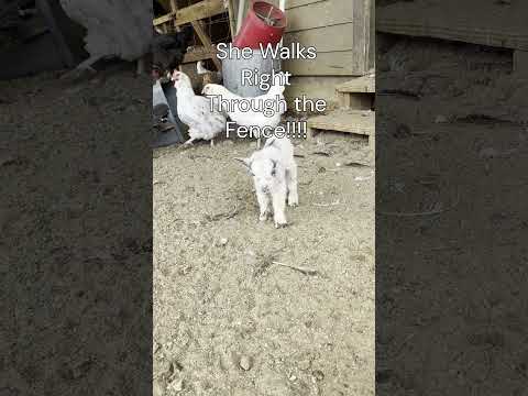 Baby Goat Doesn't Care About Fencing