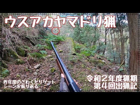 令和2年度 第4回出猟記 ウスアカヤマドリ猟 Copper Pheasant Hunting with フランスブルトン