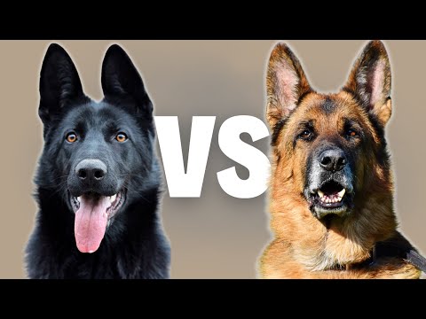 West-German Shepherd VS East-German DDR Working Line GSD