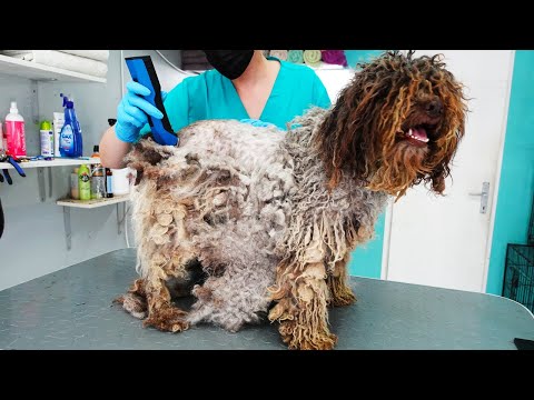 YOU WON'T BELIEVE How This DOG Looks AFTER SHAVING All That Matted Fur