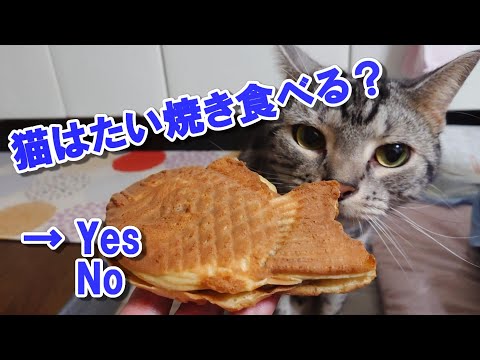 猫はたい焼き食べる？（アメリカンショートヘア）