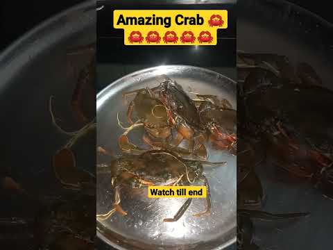 Carb / खेकडे🦀🦀🦀 #shorts #status #fish #crab #crabs #खेकडे #trending