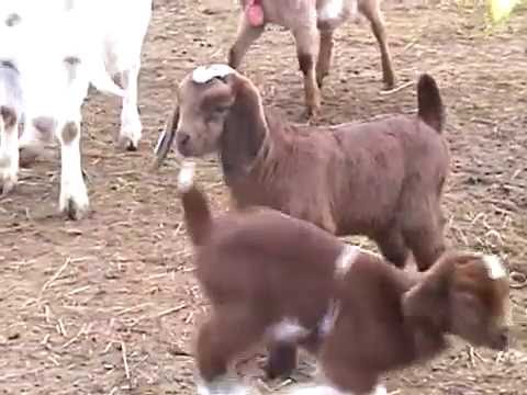 Hilton Goat Farm