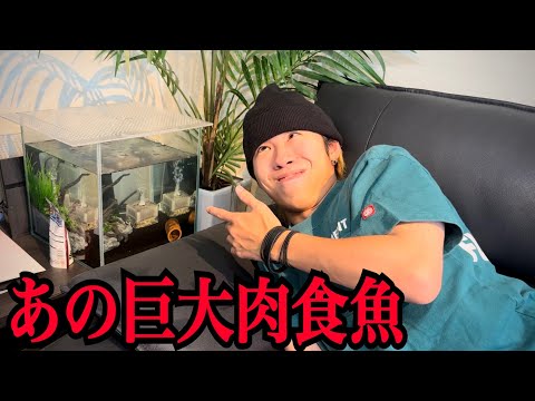 あの巨大肉食魚の稚魚の飼育を始めました