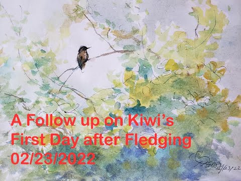 Kiwi or Aniu's the Hummingbird's First Day after Fledging HD 2/23/2022