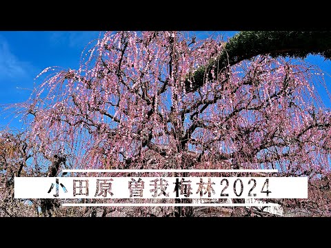 [VLOG]【4K】小田原「曽我梅林2024」見頃！