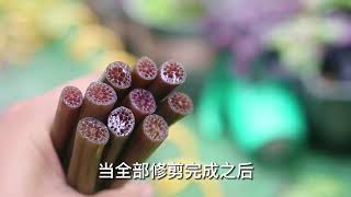 什么花插在花瓶里就能开花？它就是睡莲花，园艺师教你怎么养